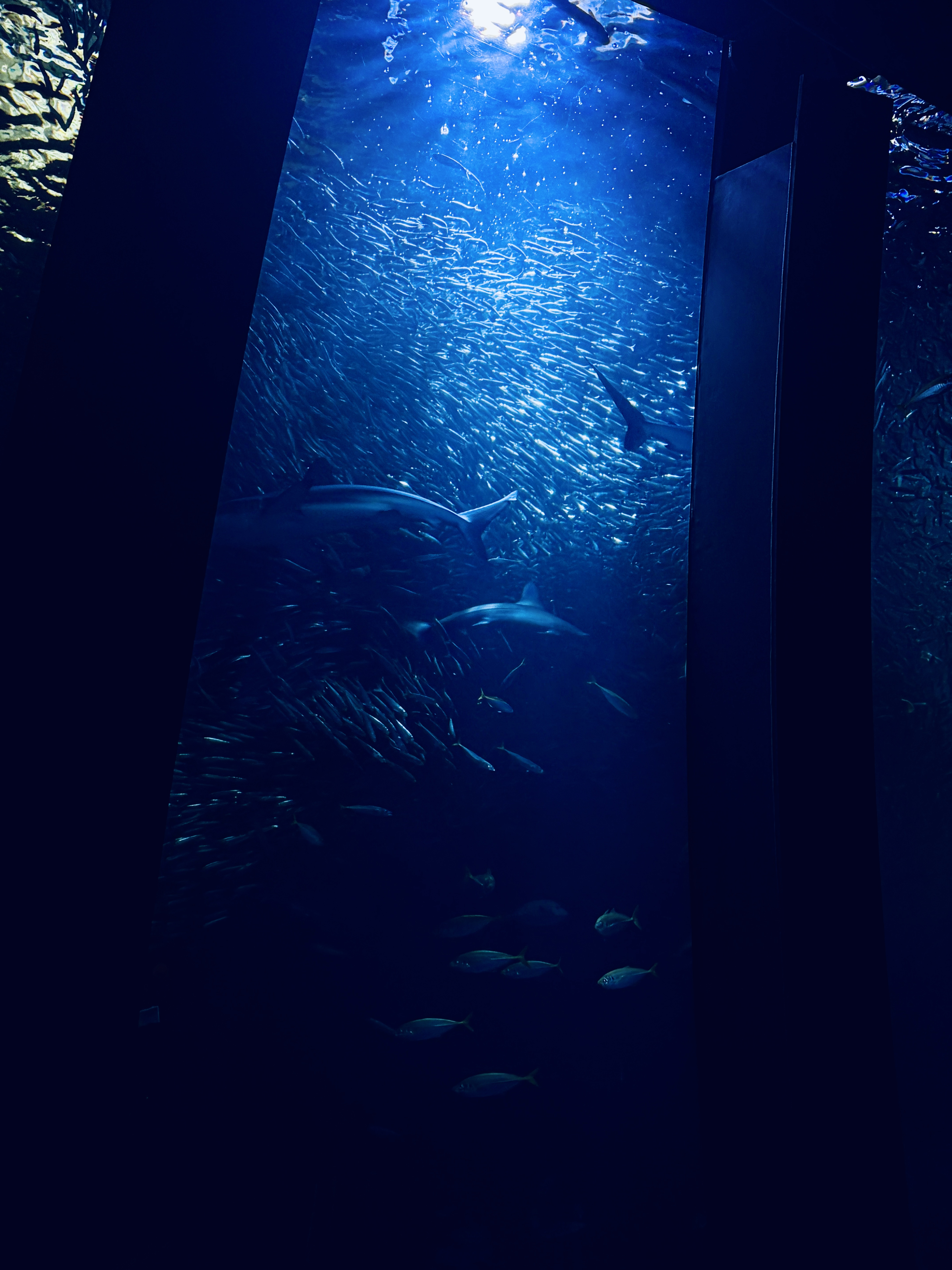 水族館